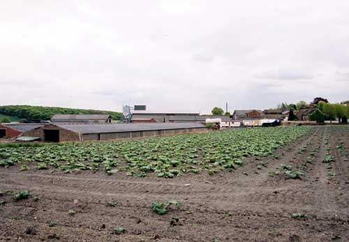 A modern day, Oldroyd and Sons Rhubarb Field.