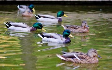 Several ducks swimming in a small pond-featured-image
